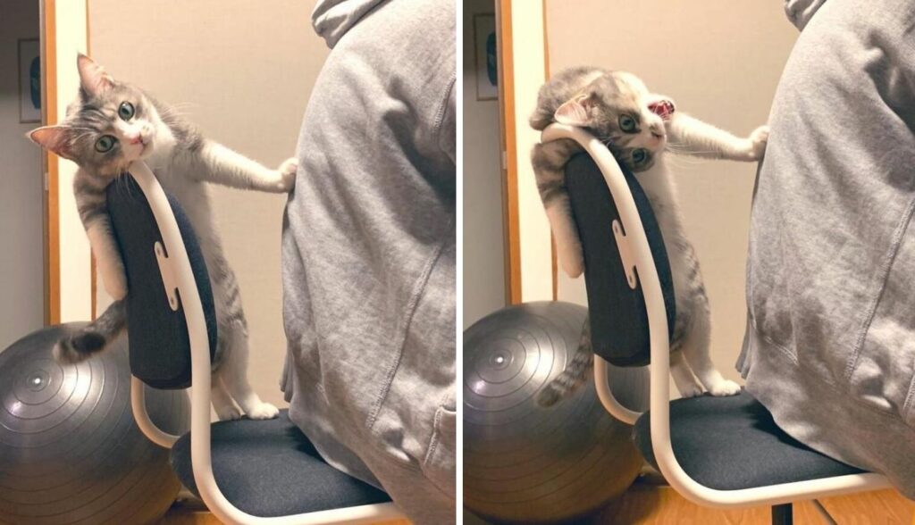 Хозяин посмел сесть на кошкин стул – кошка возмущена до глубины души