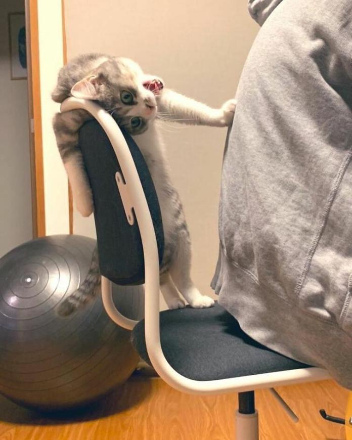 Хозяин посмел сесть на кошкин стул – кошка возмущена до глубины души