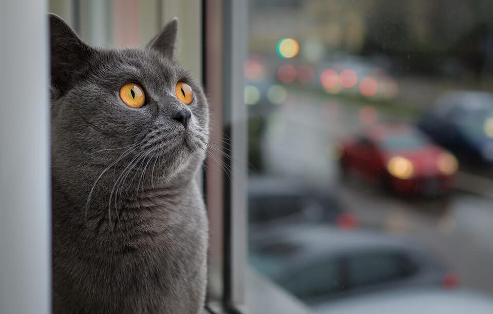 Всматривание котов в Пустоту – что это?