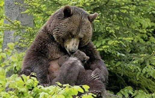 Медведица привела своего медвежонка к девушке, чтобы она вытащила из лапы медвежонка занозу