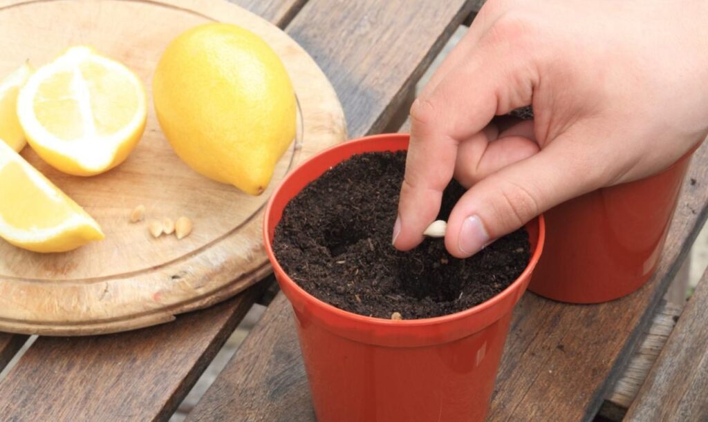 Как вырастить лимон из семечка у себя дома