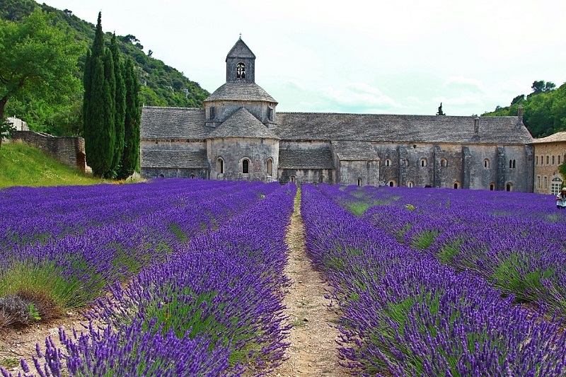 Лавандовые поля провинции Прованс, Франция (30 фото)