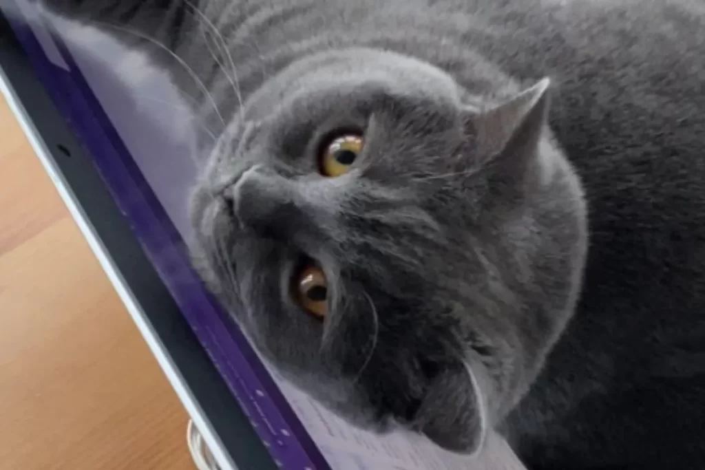 Кіт ліг на ноутбук господаря, як на шезлонг, та розвеселив Інтернет
