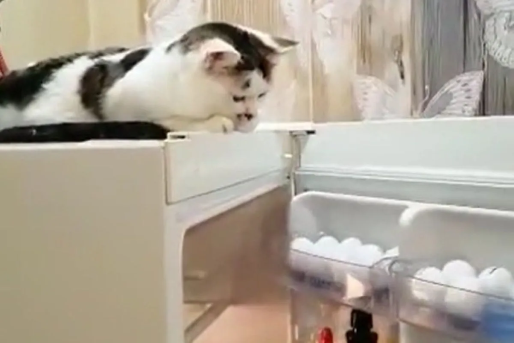 На відео потрапила кішка, яка взяла на себе функцію сигналізації для холодильника