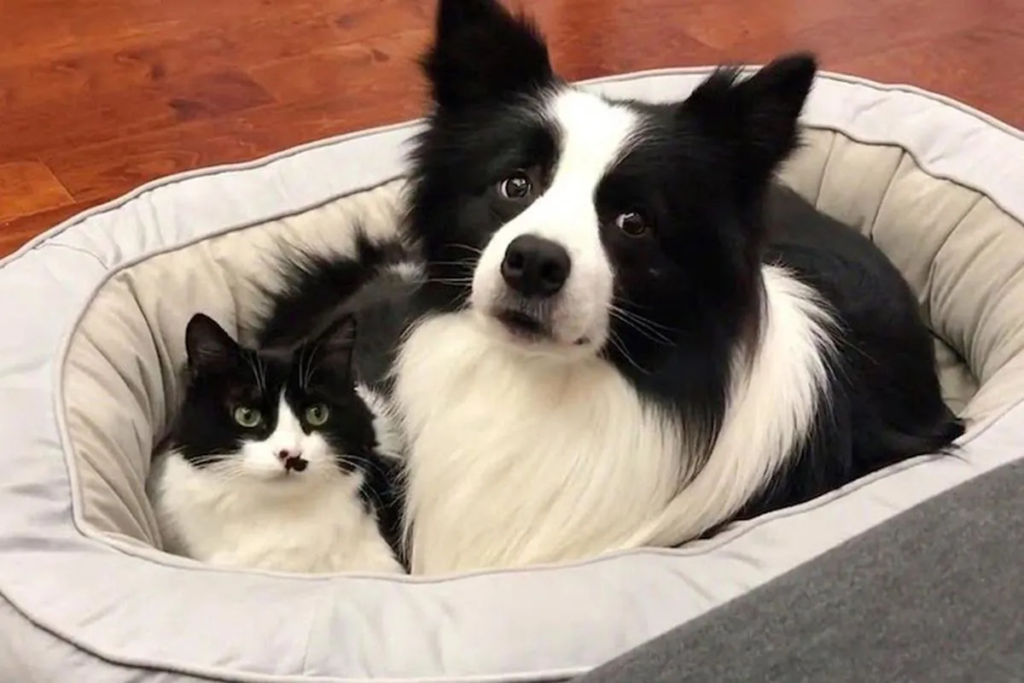 Солодка парочка: кіт і собака — нерозлучні друзі з майже однаковим забарвленням