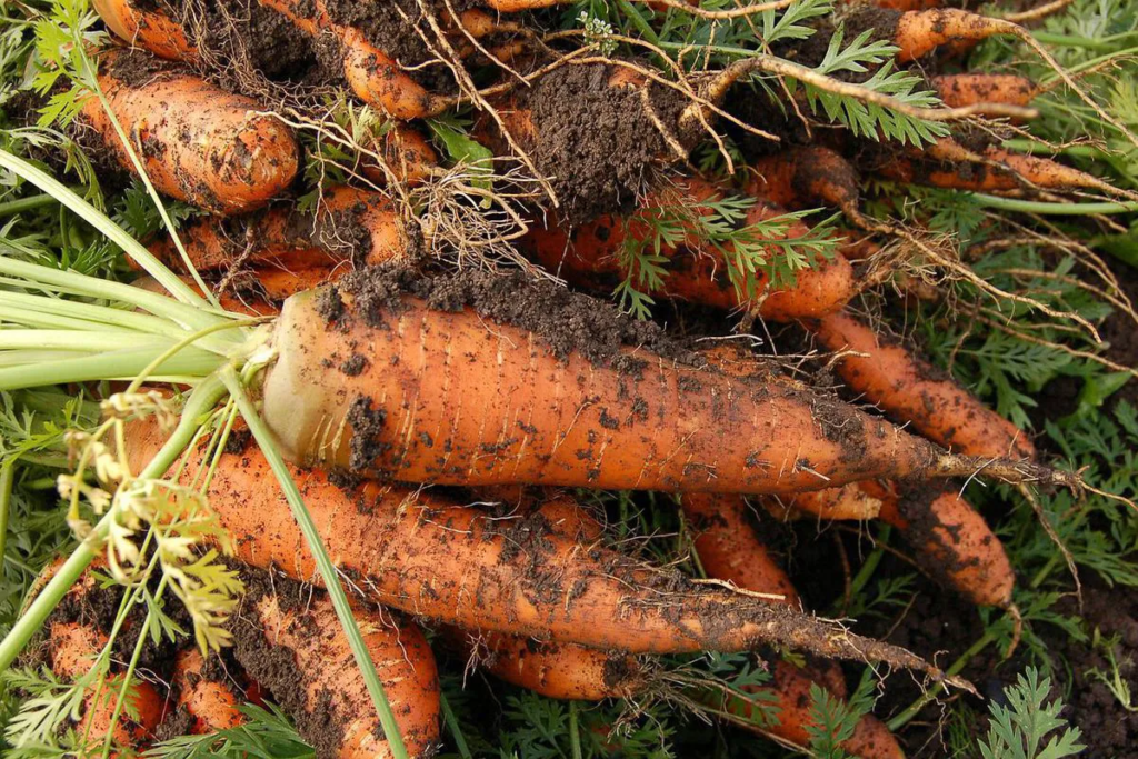 Якими народними засобами можна підгодувати моркву, щоб отримати великий урожай